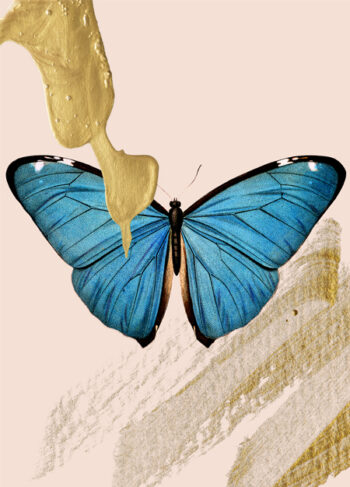 butterfly-blue-luxery