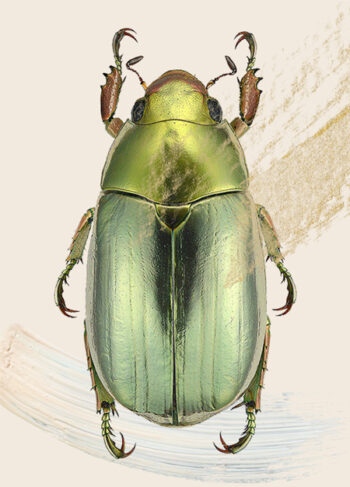 butterfly-green-gold