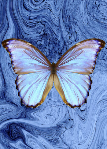Butterfly Bue wave